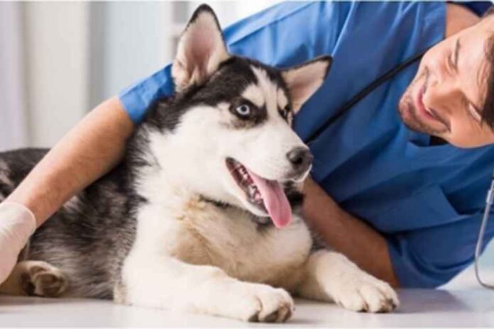 Health Effects of Dogs