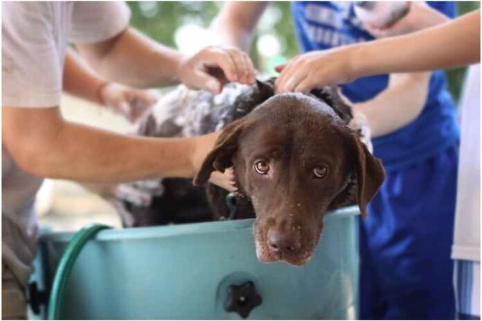 11 Dog Grooming Tips You Need to Know
